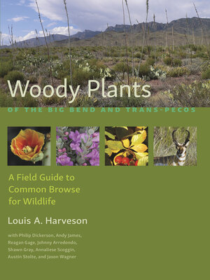 cover image of Woody Plants of the Big Bend and Trans-Pecos